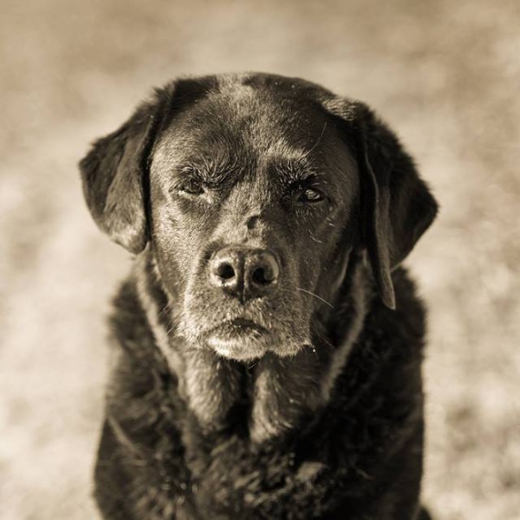hallie_black_and_white.jpg